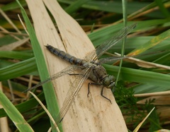 Orthetrum cancellatum