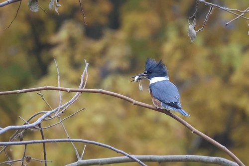Belted Kingfisher photographed in Maryland