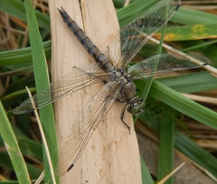 Orthetrum cancellatum