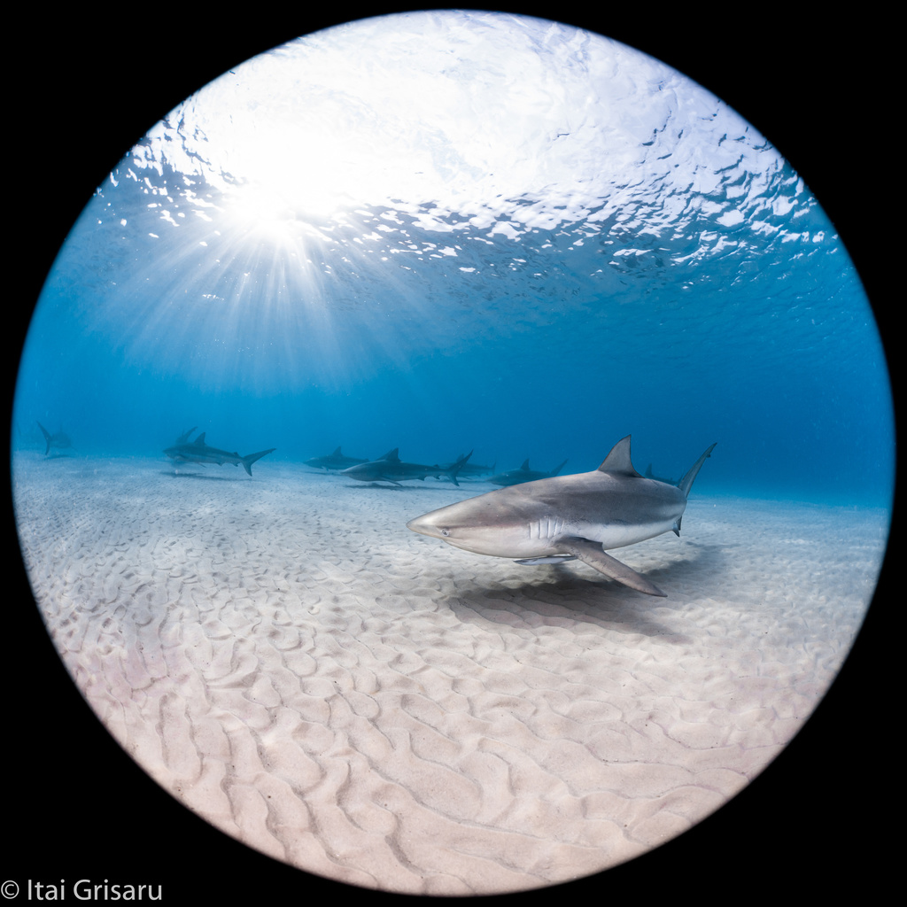 Photo of Dusky shark (Carcharhinus obscurus)