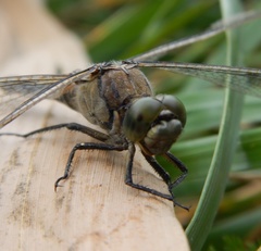Orthetrum cancellatum