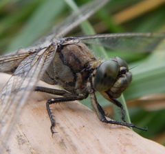Orthetrum cancellatum