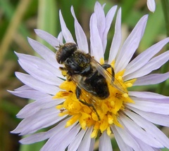 Eristalinus sepulchralis