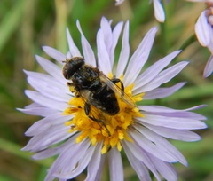 Eristalinus sepulchralis