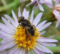 Eristalinus sepulchralis