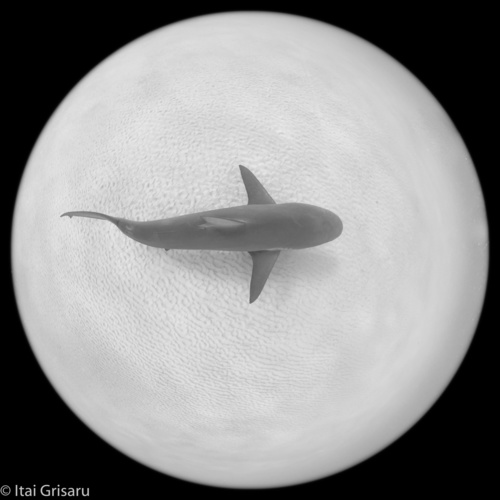 Photo of Dusky shark (Carcharhinus obscurus)