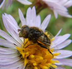Eristalinus sepulchralis