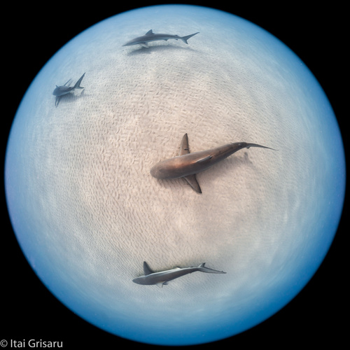 Photo of Dusky shark (Carcharhinus obscurus)