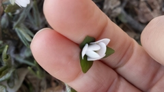 Hepatica
