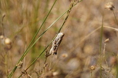 Dociostaurus brevicollis