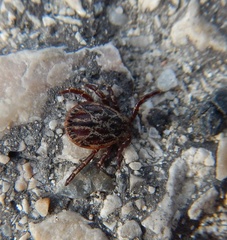 Dermacentor reticulatus