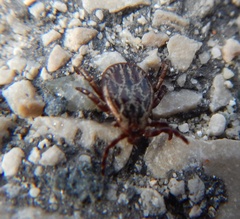 Dermacentor reticulatus