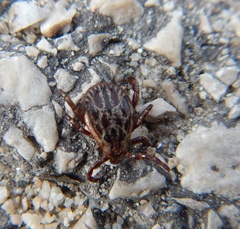 Dermacentor reticulatus