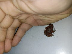 Uperodon taprobanicus