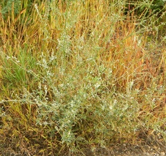 Melilotus albus