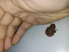 Uperodon taprobanicus