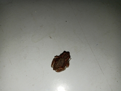 Uperodon taprobanicus