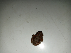 Uperodon taprobanicus