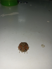 Uperodon taprobanicus