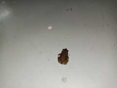 Uperodon taprobanicus