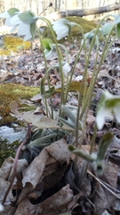 Hepatica