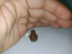 Uperodon taprobanicus