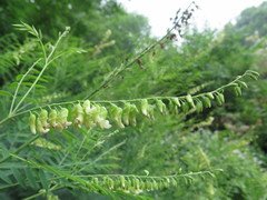 Sophora flavescens