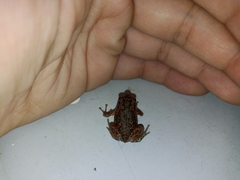 Uperodon taprobanicus