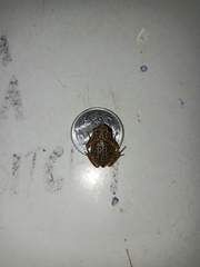 Uperodon taprobanicus