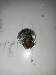 Uperodon taprobanicus