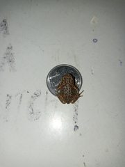 Uperodon taprobanicus