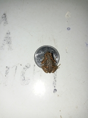 Uperodon taprobanicus