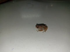 Uperodon taprobanicus