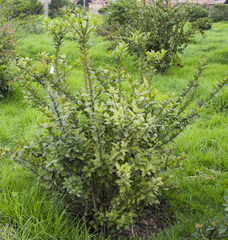 Xylosma spiculifera