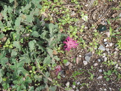 Centaurea sphaerocephala