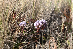 Gentianella corymbosa