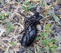 Carabus coriaceus