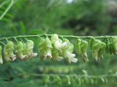 Sophora flavescens