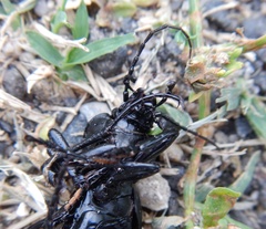 Carabus coriaceus