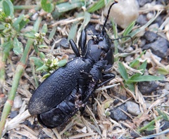 Carabus coriaceus