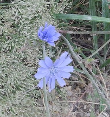 Cichorium intybus