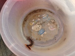 Scolopendra multidens