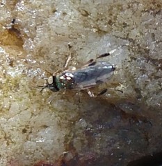 Actina viridis