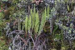 Polystichum orbiculatum image
