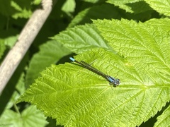 Oxyagrion ablutum