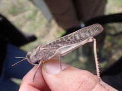 Locusta migratoria cinerascens