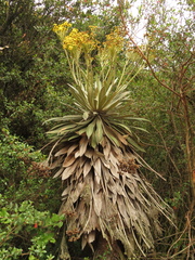 Espeletia corymbosa