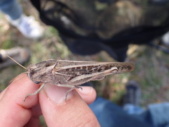 Locusta migratoria cinerascens
