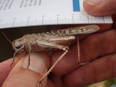 Locusta migratoria cinerascens