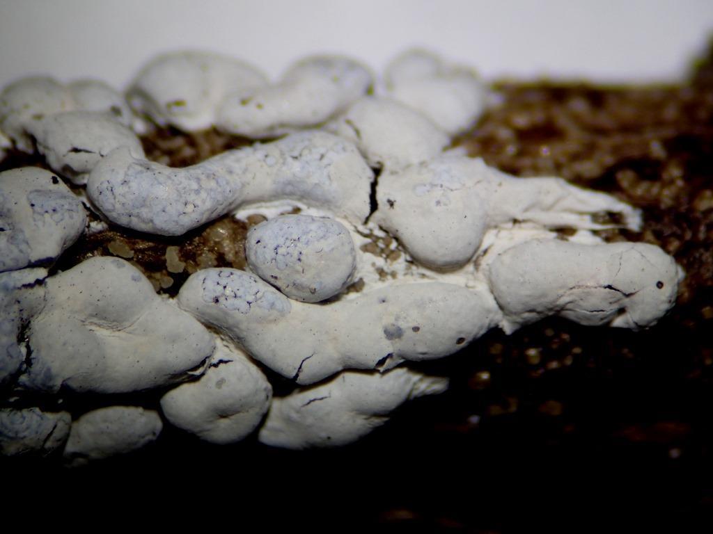 Diderma alpinum